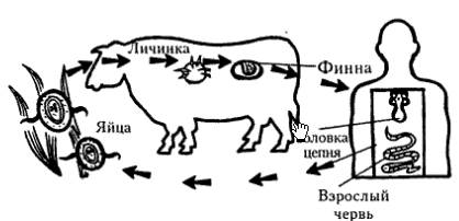 Схема развития ленточного червя напишите