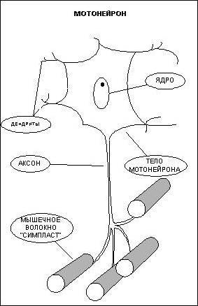 На рисунке показан мотонейрон подпишите его части