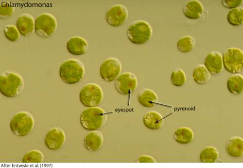 Мне нужна картинка клетки хламидомонады при малом и большом увилечение, и ещё фото клетки хлореллы п