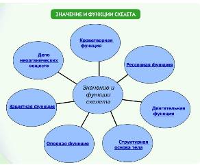 1)запишите функции скелета (6 функций) 2)какое животное с внешним скелетом имеет самый крупный разме