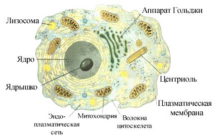 Уживотных есть клеточное есть,то из чего состоит?