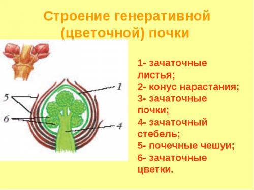 Сделайте схематический рисунок строение почки и подпишите его части