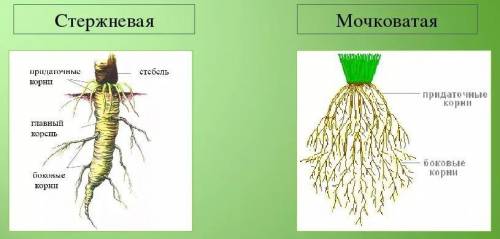 Примеры мочковатых и стержневых растений