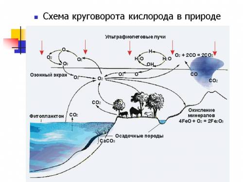 Надо как протекает круговорот кислорода в природе ? составьте схему.