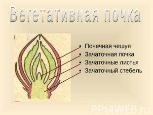 Как выглядит сторонние генеративной и вегетативной почки? с рисунком нужен рисунок