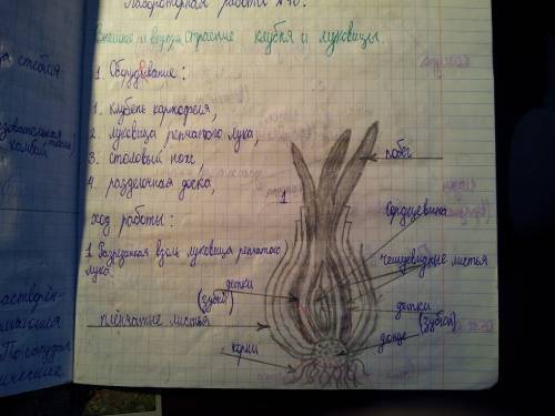 Лабораторная работа тема. внешнее строение корневища, клубня. цель: изучить строение подземных побег