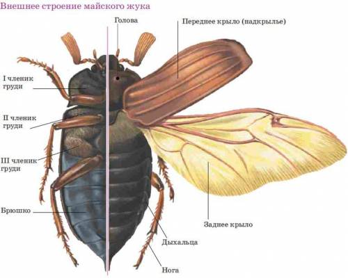 Сколько ног у майского жука , их строение , к какому отделу тела они прикреплены?