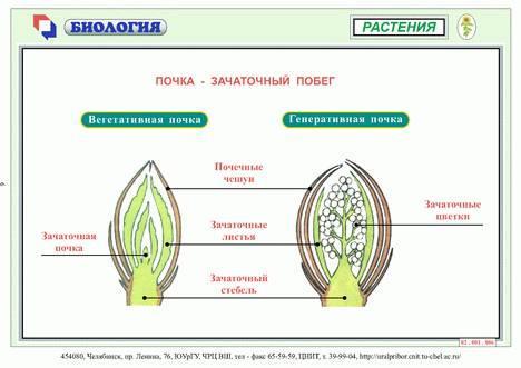 Запишите последовательность этапов развития почки.