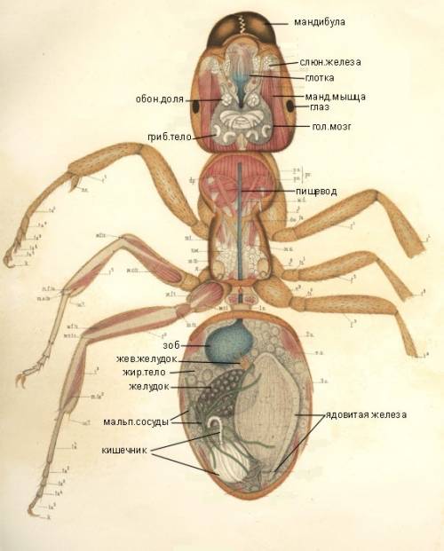 Пришлите фото муравья со всех ракурсов . задали по биологии , не могу нигде найти