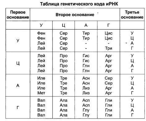 Участок молекулы днк кодирующий часть полипептида имеет следующее строение: а-ц-ц-а-т-а-г-т-ц-ц-а-а-