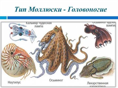 Представители головоногих моллюсков