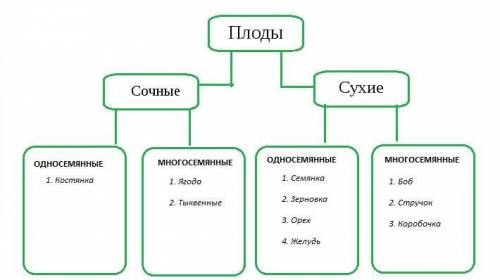 Составь дерево на подклассы плодов.