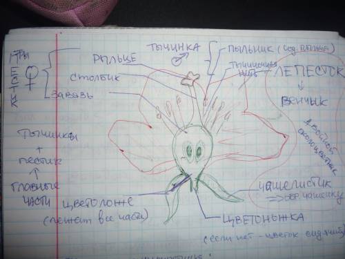 Графический конспект про строение цветка .