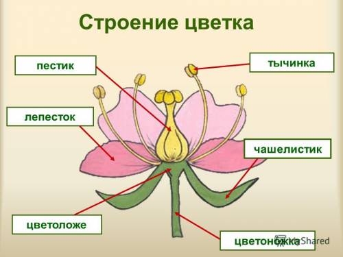 Зарисуйте цветок и подпешите его основные части