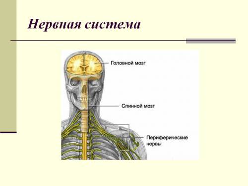 Доклад на тему строение нервной системы человека( желательно с картинками)