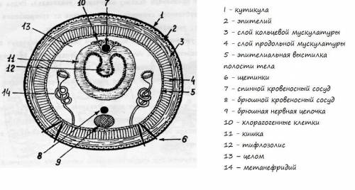 Скажите как выполнить лабораторную работу. 1.поместите препарат дождевого червя на предметный столик