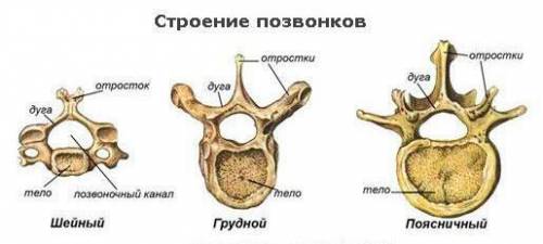 Самые массивные позвонки позвоночника человека