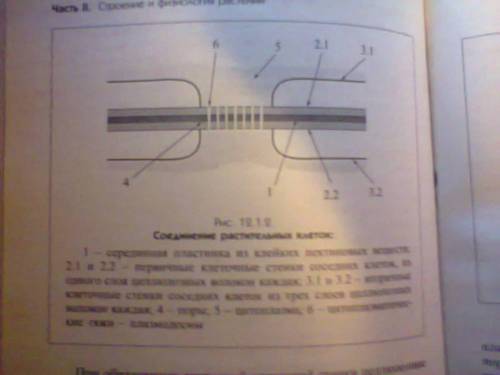 Вспомните особенности строения растительной клетки и объясните,каким образом и каким структурам пере