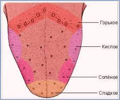 Вкус, воспринимаемый вкусовыми луковицами задней трети языка, является: горьким, кислым, соленым или