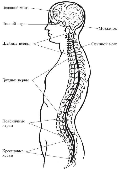 Позвоночник как его лечить , как он устроен и как выглядит