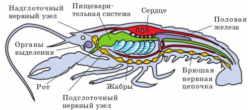 Нужна таблица по биологии 7 класс 3 строфы: 1.система органов речного рака 2.органы 3.функции