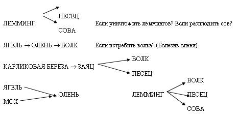 Подскажите цепь питания в тундре. зарания !