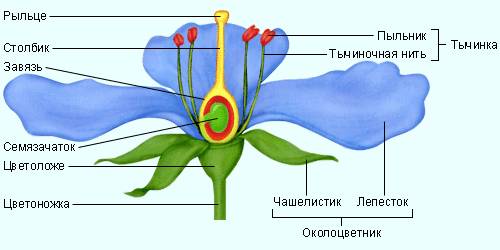 Напишите определения по теме высшие растения спорофит, гаметофит, резоиды, спарангии, без полое и по