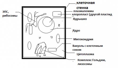 Нарисуйте схему строения животной или растительной клетки в виде топографической карты,подпишите стр