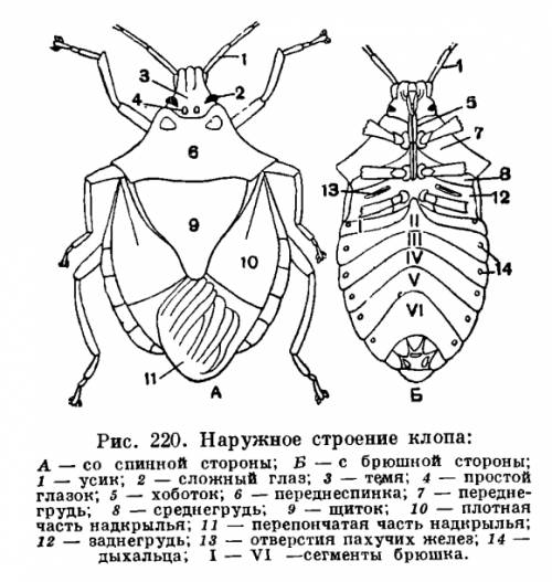 Какие представители у полужестокрылых? + внешнее строение и образ жизни. !