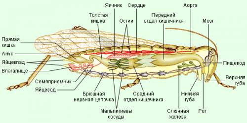 Выписать разнообразие конечностей и челюстей, внутренние органы насекомых.