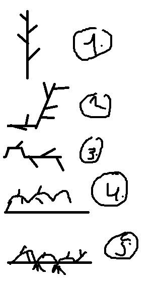 Составьте схему пространственное расположение побегов