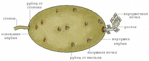 Мне нужна картинка схема строения клубня заранее огромное