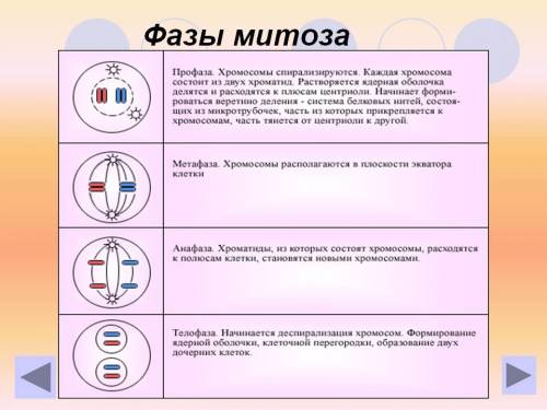 Охарактерезуйте фазы митоза и кратко расскажите как происходит этот процесс?