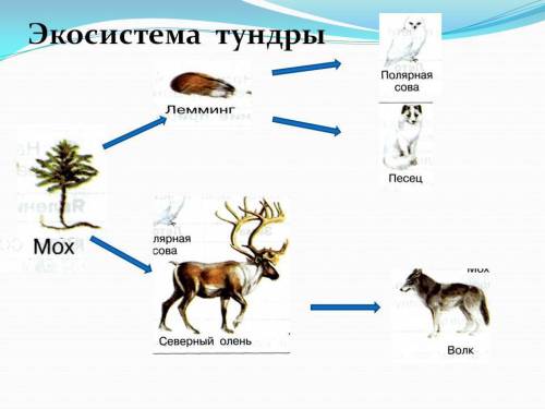 Составить простые цепи питания для арктической пустыни, тундры и тайги.