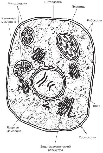 Как выглядит эукариот. схема строения.