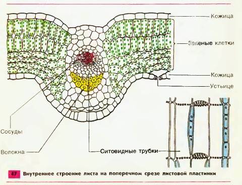 Мне нужна таблица с внутренним строением !