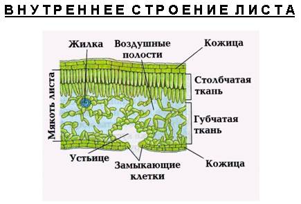 Мне нужна таблица с внутренним строением !