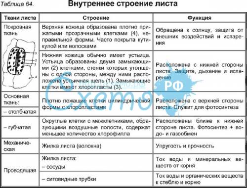 Сделайте таблицу по по порагрофу 34 ( название порагрофа : внутреннее строение листа.листопад) (7 кл