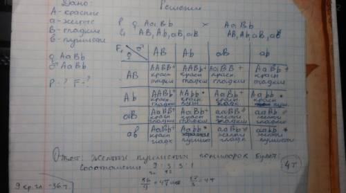 Решите две : -плоды томата бывают красные и желтые, гладкие и пушистые. ген красного цвета – доминан