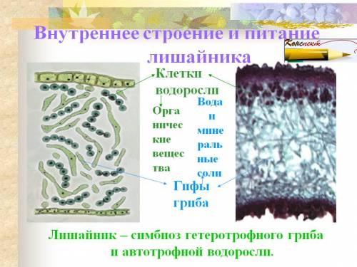 Модель внутреннего строения лишайника