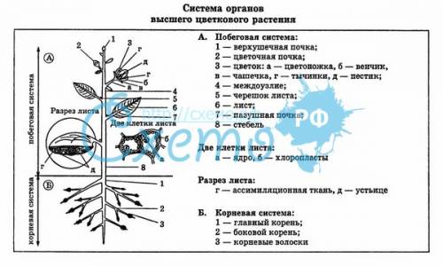 Есть ли у растений системы органов?