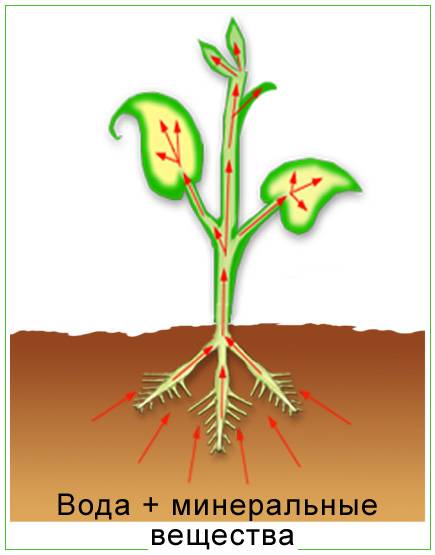 Объясните путь воды из почвы до клеток листа. заранее )