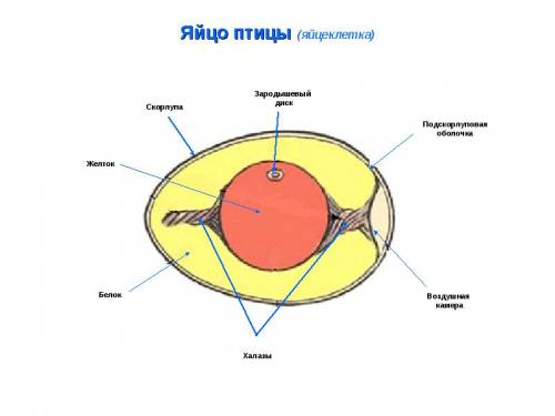 Из каких частей состоит яйцеклетка птицы?