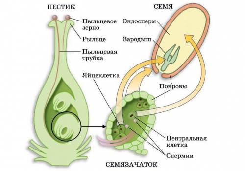 Врезультате какого процесса происходящего в завязи образуется эндосперм