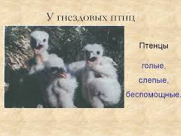 1). черты сходства с рептилиями гнезновых и выводковых птиц 2). черты сходства с птицами гнезновых и