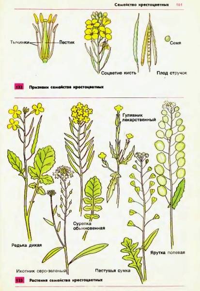 Назовите растения семейства крестоцветных !