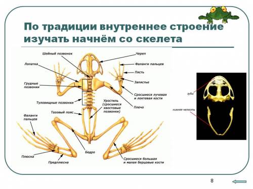 Внешнее строение лягушки и ее скелет