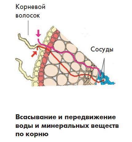 Как растения поглощают питательные вещества ?