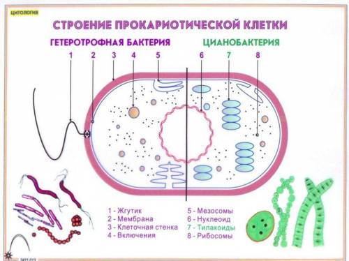 Вчём состоит отличие древних клеток зелёных водорослей от клеток цианобактерий?