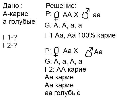 Выяснить f1 и f2 от брака женщины с карими глазами и мужчины с голубыми.при условии что карие-!